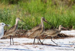 Marbled Godwits on the Move